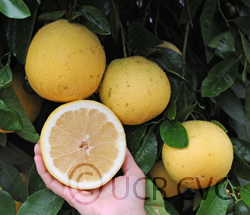 Cecily grapefruit (CRC 3637)